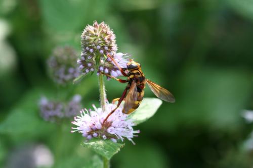 Milesia crabroniformis
